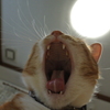 あ～くび。