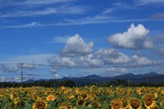 ひまわり畑