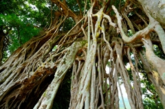 中間ガジュマル