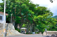 中間ガジュマル全容