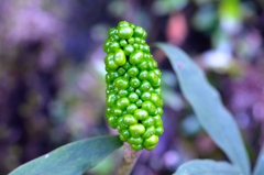 色に反し怖い名が。。