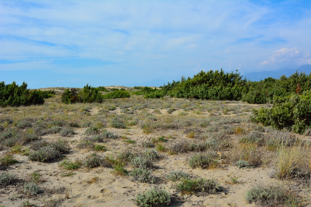 DSC_0480_079