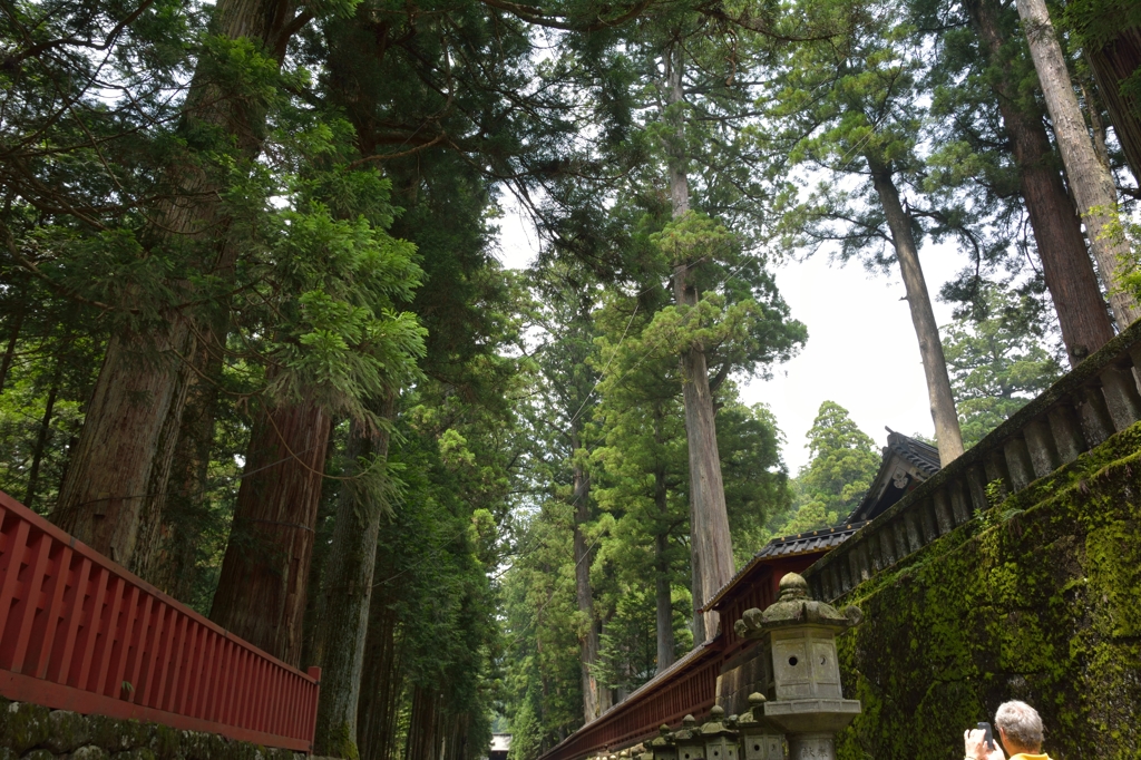 参道の木立