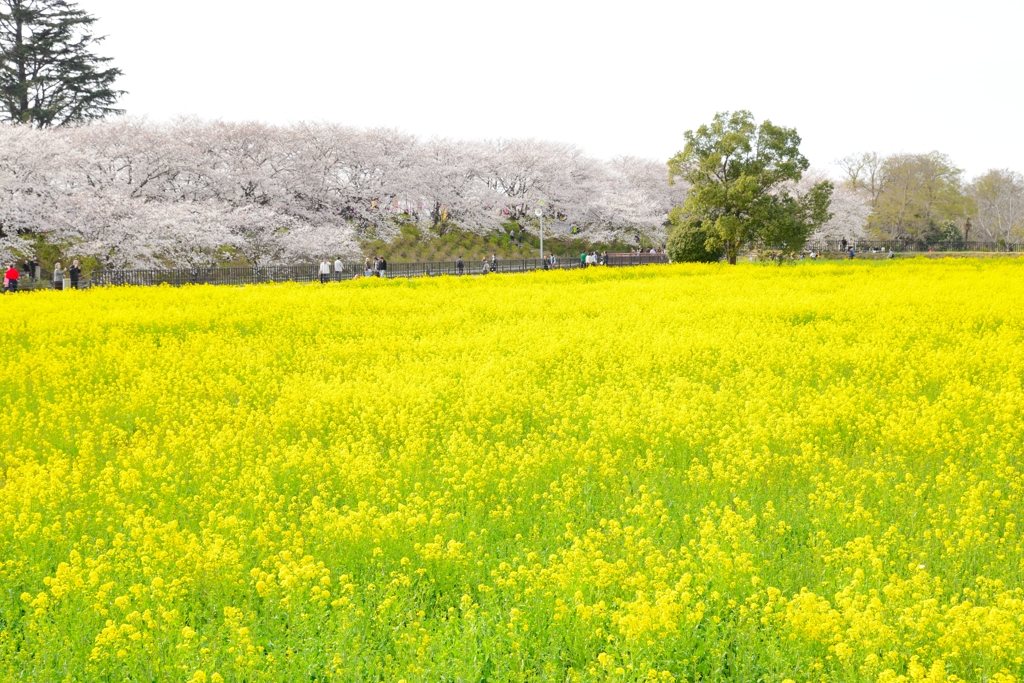 菜の花と桜2