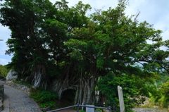 中野がジュマル２