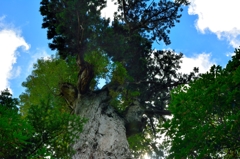 寄生植物と共存する川名杉