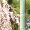 主張