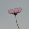 儚く