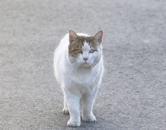 猫の手も