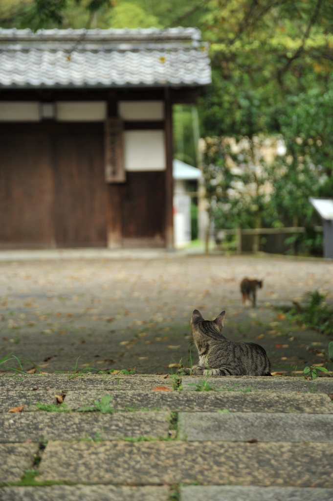 どこいくの・・・