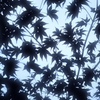 空またはモミジ