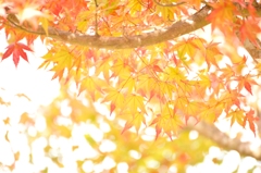 ひかりを纏う