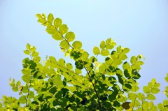 伸長