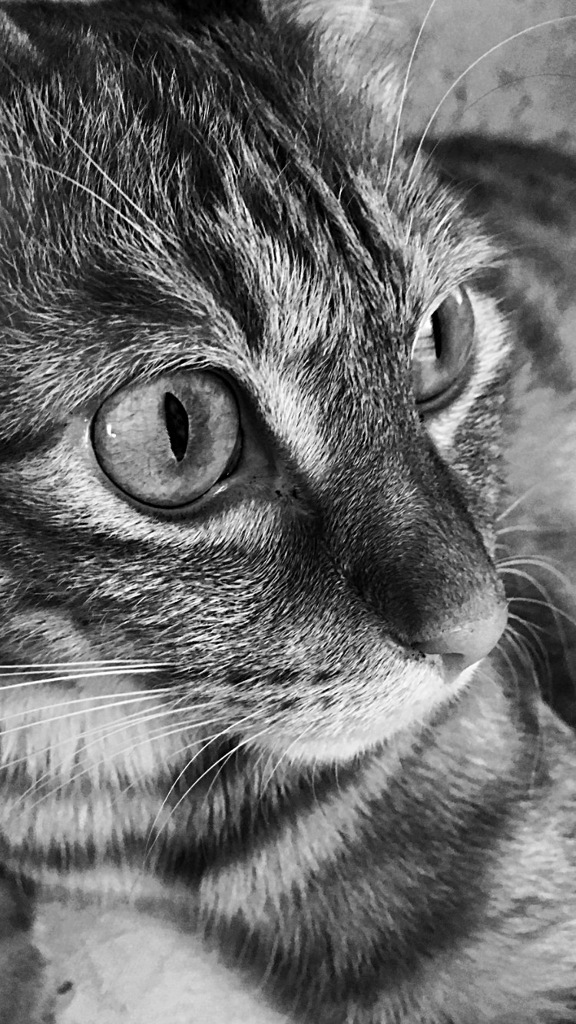 eyes