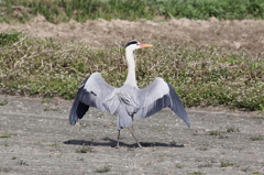 アオサギ