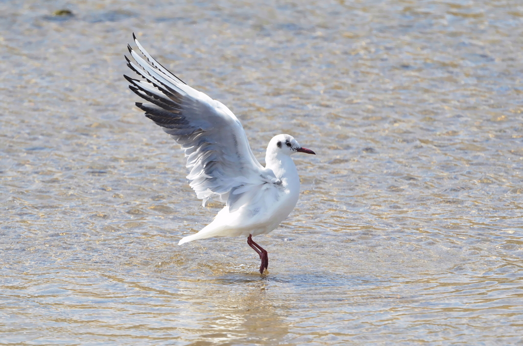 ユリカモメ着水