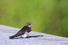 ツバメ幼鳥