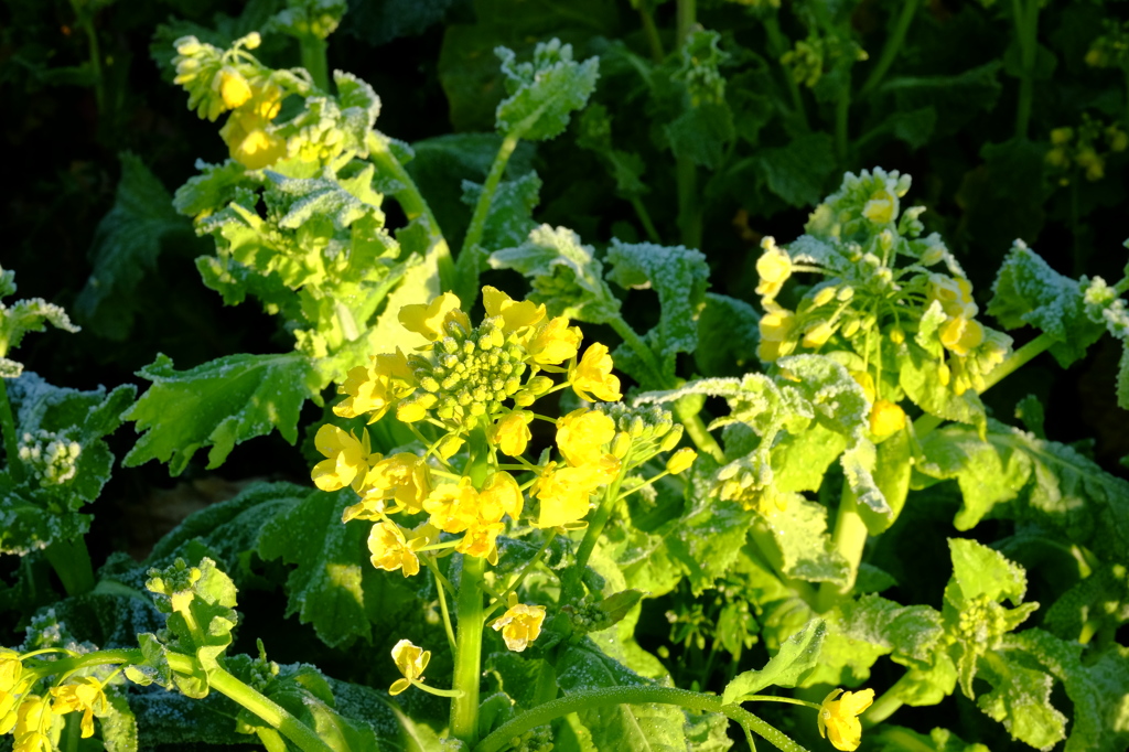 菜の花の霜漬け