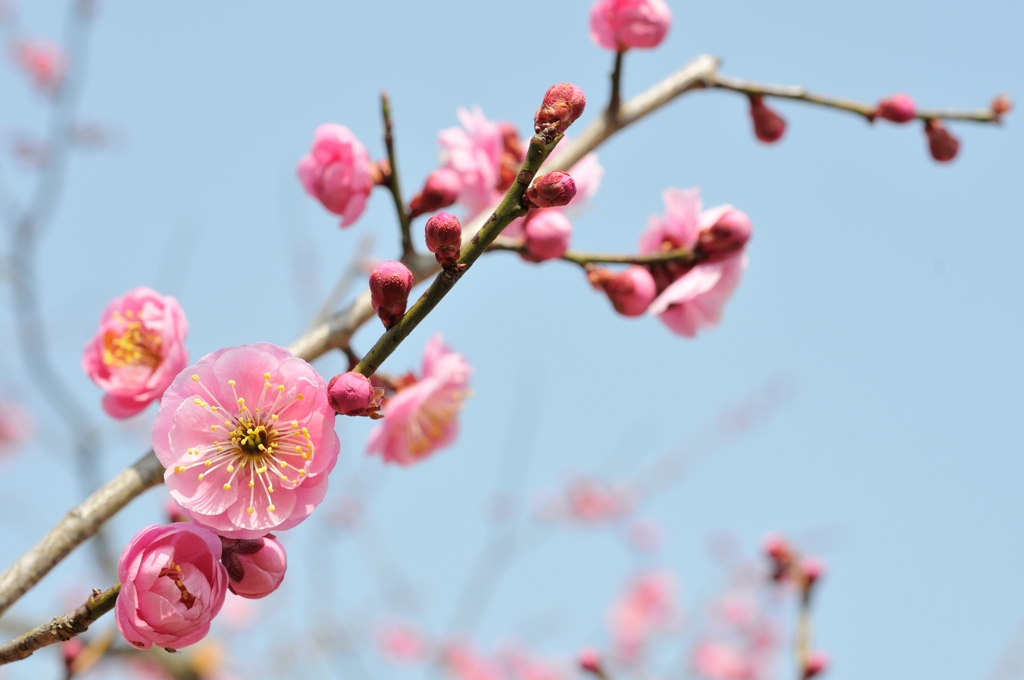 桃か？梅か？梅じゃ