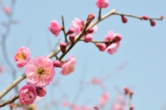 桃か？梅か？梅じゃ