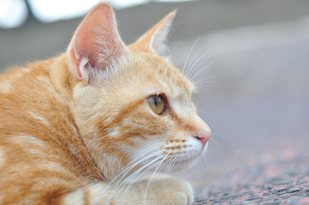 野良ねこ