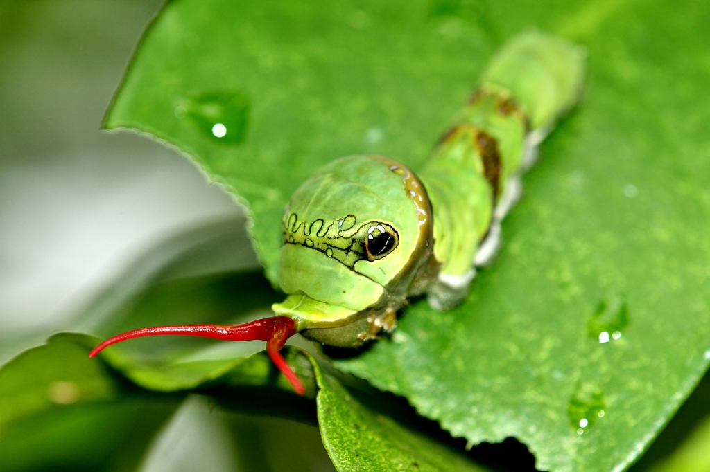 キャタピー By 裕兄 Id 写真共有サイト Photohito