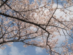 桜の木の下