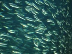 魚弱