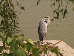 鳥と湖