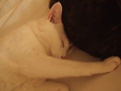 おやすみ
