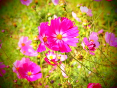 秋桜