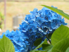 紫陽花