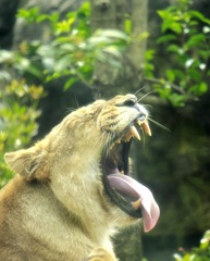 a yawning king