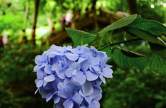 紫陽花寺