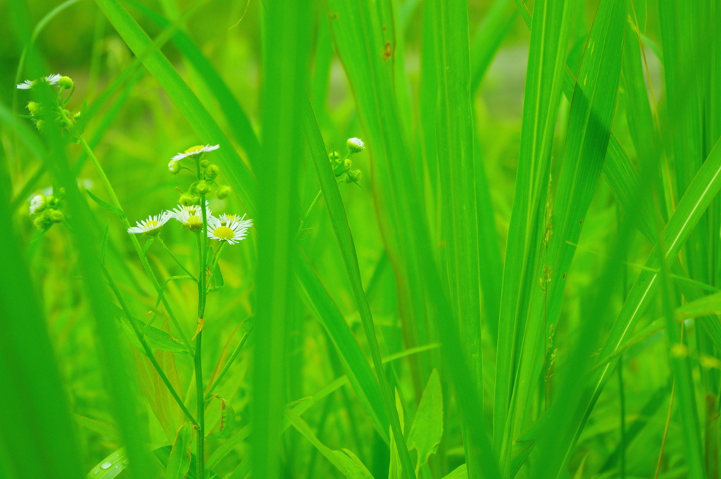 草