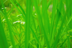 草