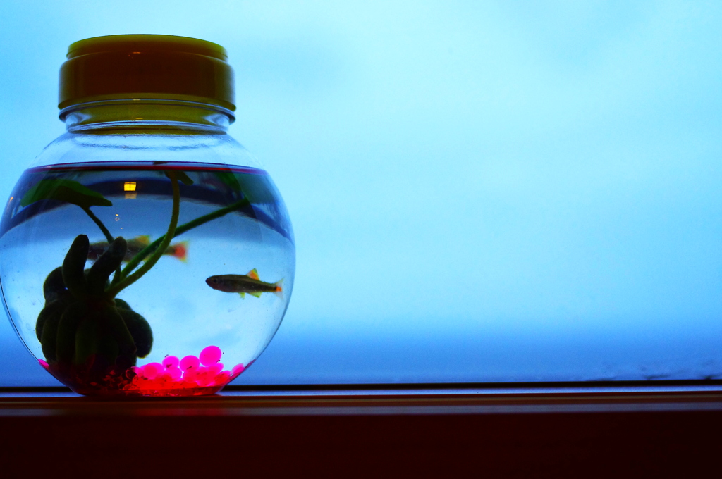 魚