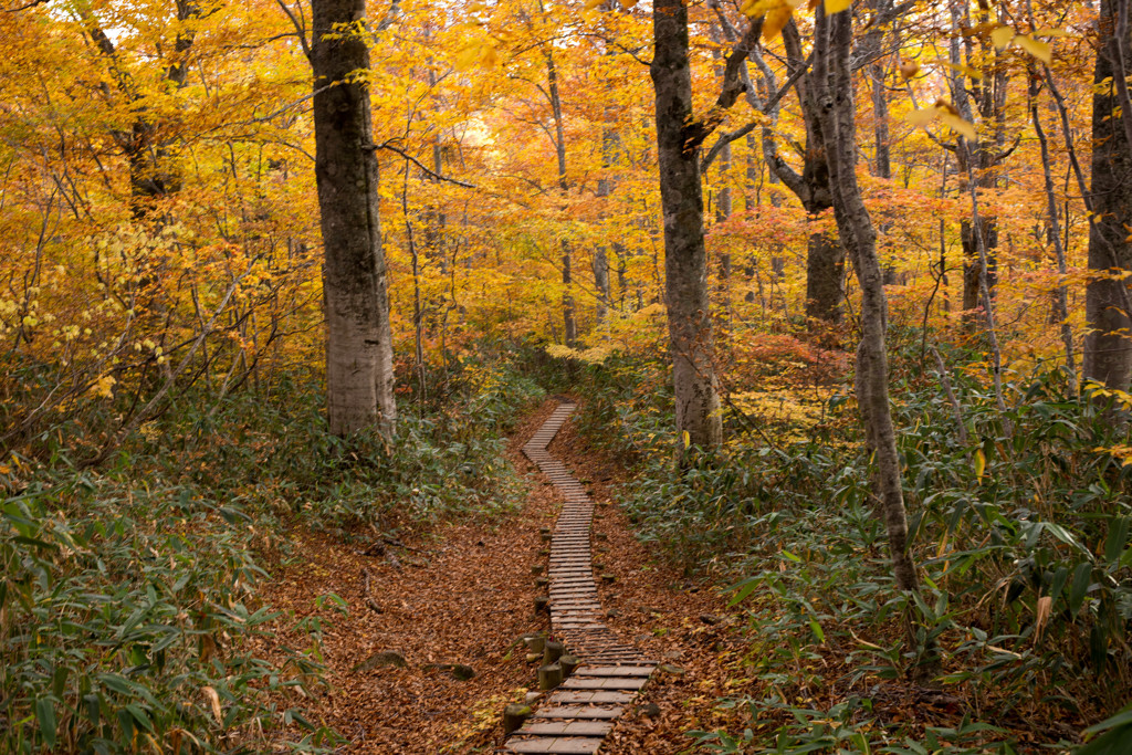 火打山登山