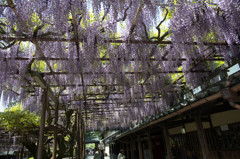 藤の花