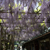 藤の花