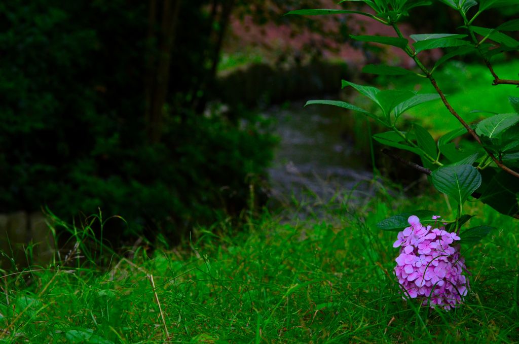 川辺の紫陽花