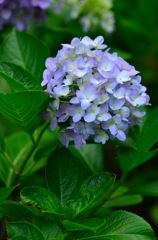 紫陽花