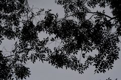 木の下から