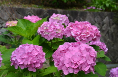ピンク紫陽花