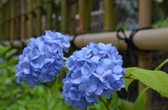 青紫陽花１