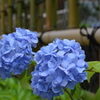 青紫陽花１