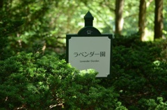 神戸ラベンダー園5