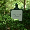 神戸ラベンダー園5