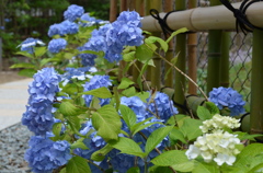 青紫陽花２