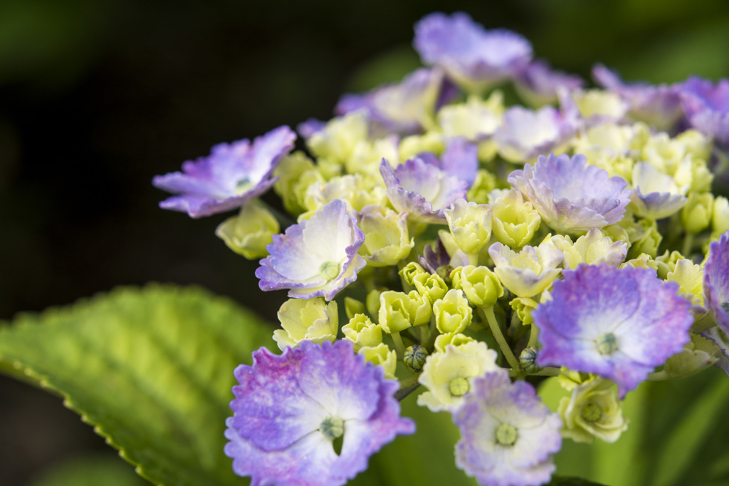 紫陽花